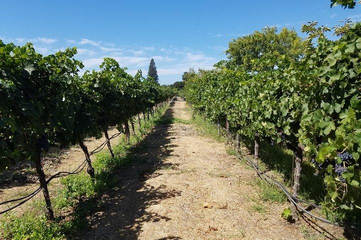 Excursión privada de un día a Napa Wine en un vehículo de lujo