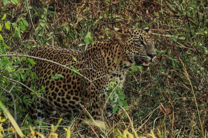 Privat dagstur: Yala National Park Safari Tour från Galle & Weligama