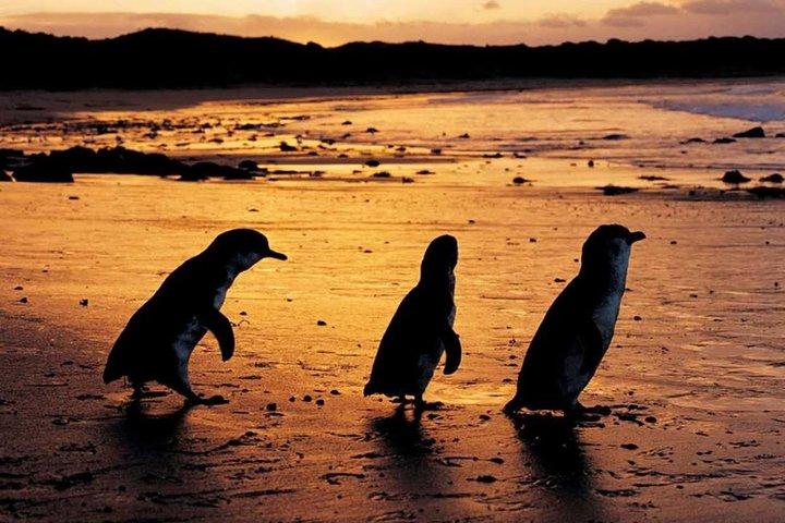Défilé de pingouins de Phillip Island, boîtes de baignade de Brighton et visite du parc animalier