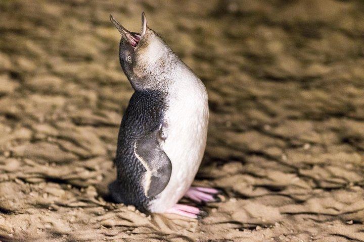 Philip Island Penguin Parade, Brighton Bathing Boxes e Wildlife Park Tour
