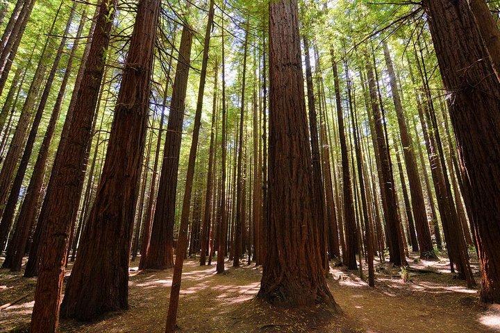 Excursion privée d'une journée complète à Rotorua au départ d’Auckland