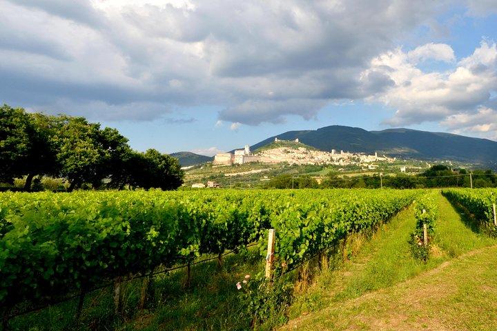 Rico aperitivo 5 vinhos e passeio nas vinhas