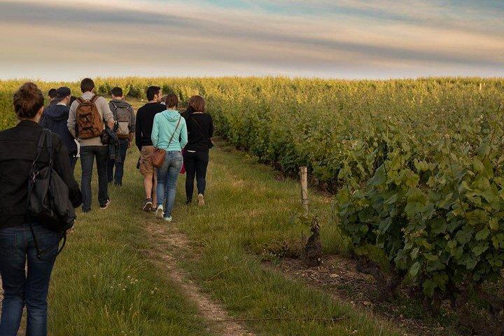 Vouvray、ロワール渓谷でのワインテイスティングを楽しめるブドウ畑、ワイナリー、ワインセラーのツアー
