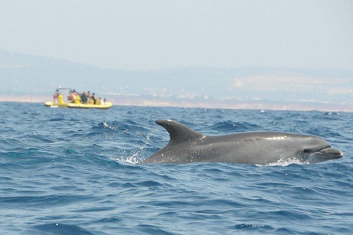 Caves and Dolphin Watching Cruise from Albufeira