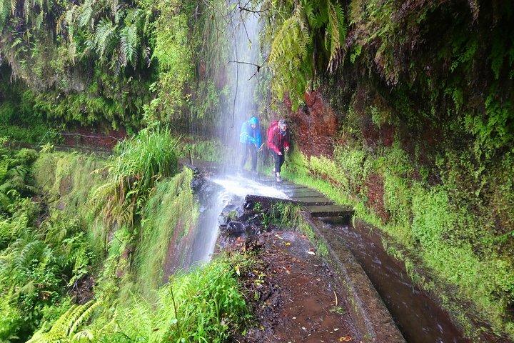Vandra i Laurisilva Levada do Rei - Madre of Life liten grupp guidad promenad