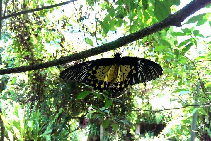 自然を満喫 - 蘭園、バードパーク、バタフライパークツアー