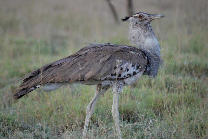 Privé 2-daagse safari, natuur, naar Awash National Park