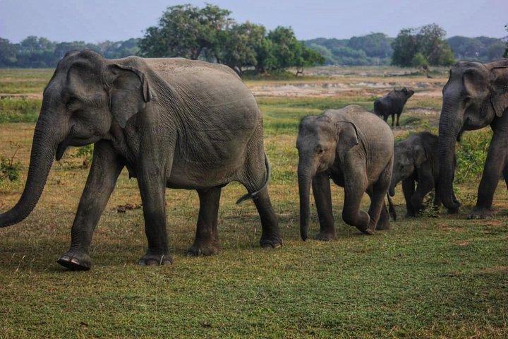 Privat dagstur: Yala National Park Safari Tour från Galle & Weligama