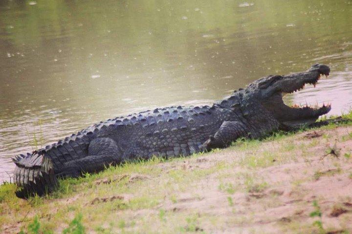 Privat dagstur: Yala National Park Safari Tour från Galle & Weligama