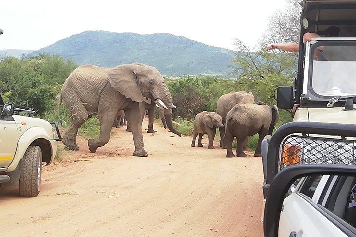 Pilanesberg Safari 3 Tage 4 Sterne Privat