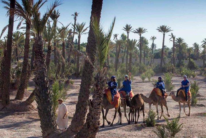 Kameltur i Palmeraie i Marrakech