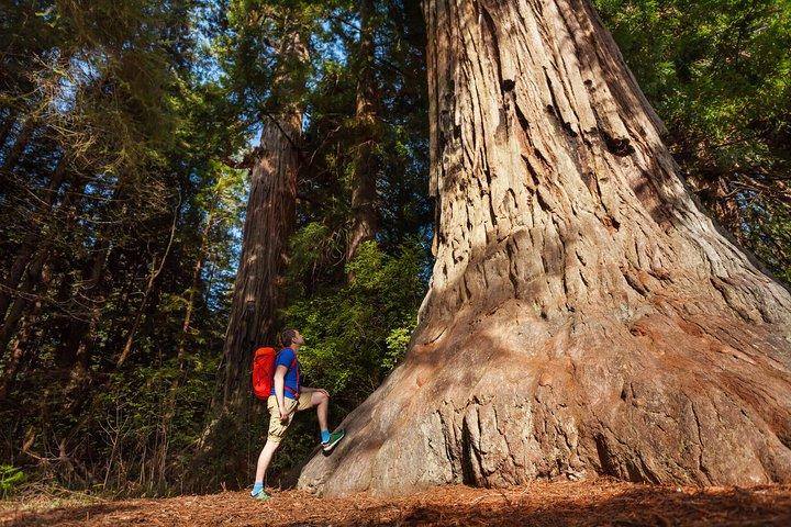Yosemite National Park & Giant Sequoias 2-Day Semi-Guided Tour