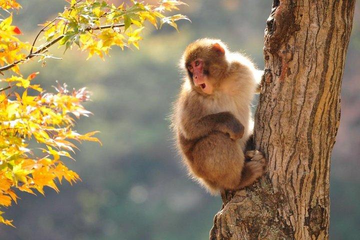Snow Monkeys Park Tour e festa dei fuochi d'artificio di Ebisu-ko a Nagano