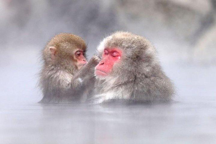 Snow Monkeys Park Tour e festa dei fuochi d'artificio di Ebisu-ko a Nagano