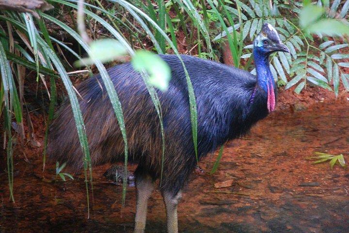 Daintree Discovery Center Einzelpass