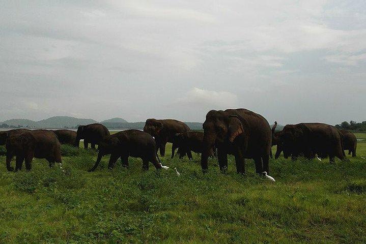 Dag Udflugt til Historisk Sigiriya Rock og Minneriya National Park Safari