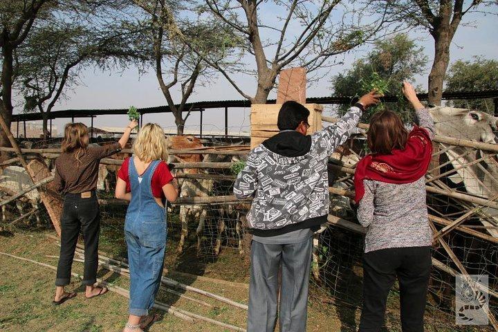 Tour de 10 días por Rajastán y Agra con hoteles y guía privado
