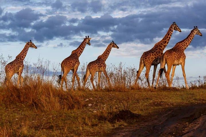 3 days 2 nights budget group safari to Maasai Mara National Reserve