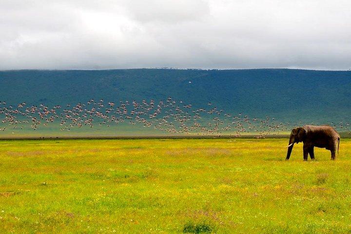 Tanzania 4 dagar 3 nätter Budget camping safari till Serengeti och Ngorongoro
