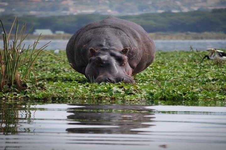 Day tour to mount Longonot park from Nairobi