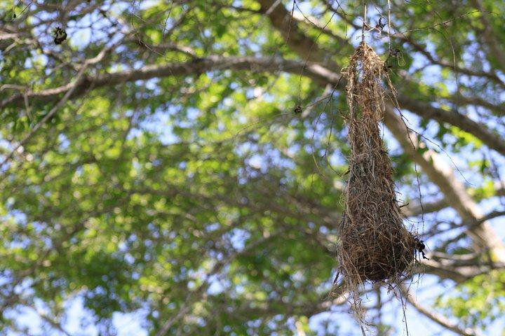Fågelskådningstur Huatulco HT