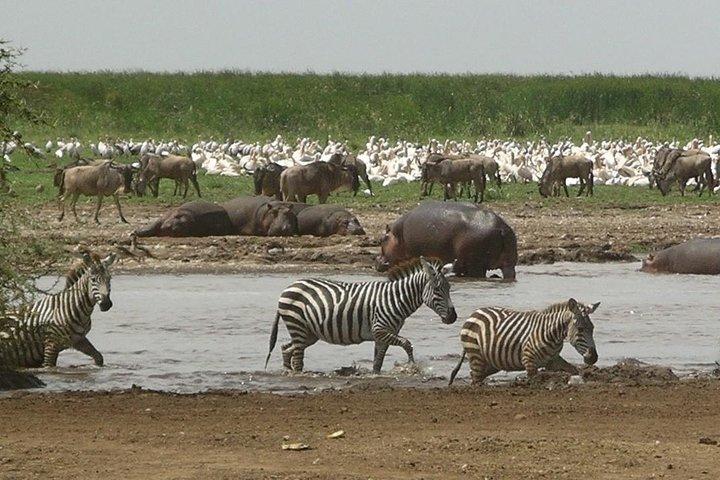 Tanzania 4 dagar 3 nätter Budget camping safari till Serengeti och Ngorongoro