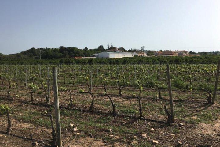 アルガルヴェ ワイン ツアーとワイン農園での農家ランチ