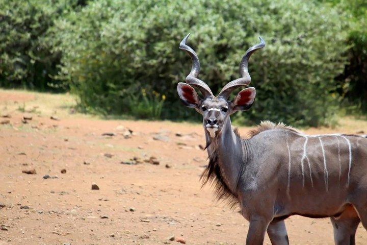Pilanesberg Nationalpark Ganztägige Safari von Johannesburg