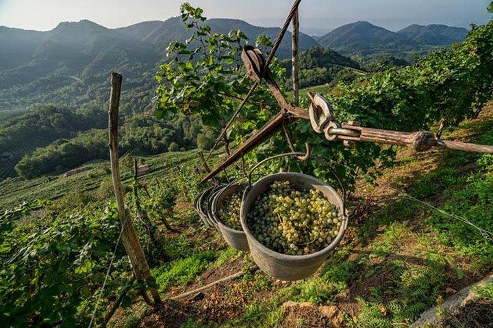 Excursão Premium Prosecco Hills Winery com degustações de Prosecco e comida