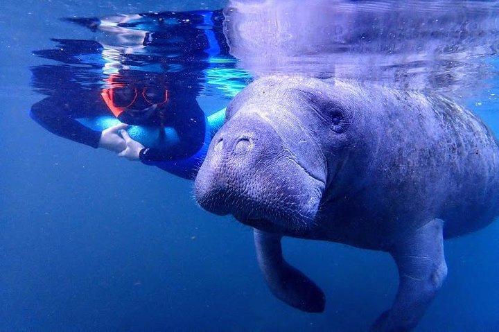 水中写真家によるマナティー水泳ツアー