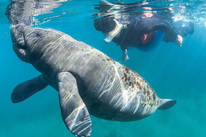 水中写真家によるマナティー水泳ツアー