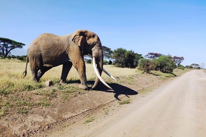Overnight Safari to Amboseli National Park
