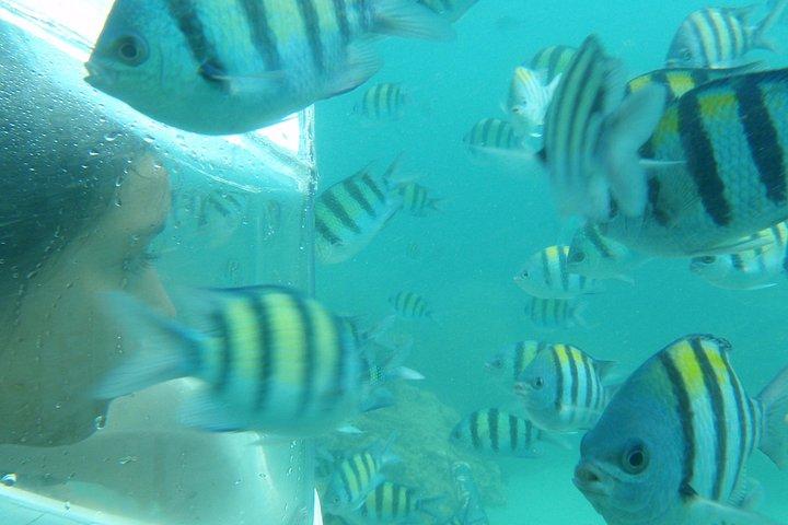 コー島への半日旅行 シュノーケリング&リラクゼーション