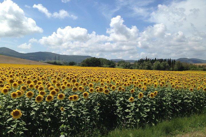 Excursão a Pisa e San Gimignano saindo de Florença