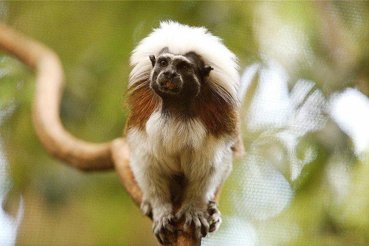 ケアンズまたはパームコーブからハートリーズ・クロコダイル・パークでコアラと朝食