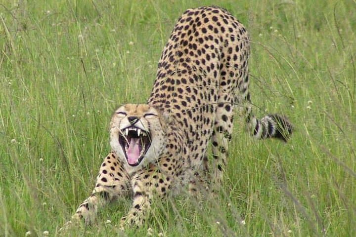 Nairobi National Park, Giraffe Center & Karen Blixen Museum