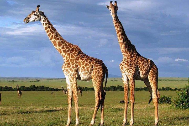 3 dagar, 2 nätter Masai Mara Fantastisk Safari