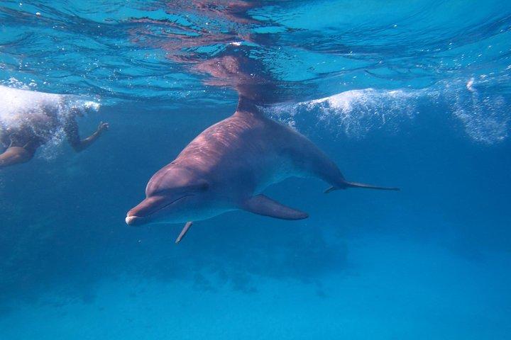 Escapada de un día a la isla Giftun desde El Gouna