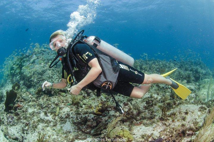 Upptäck scuba, MUSA och Manchones revdykning utan licens