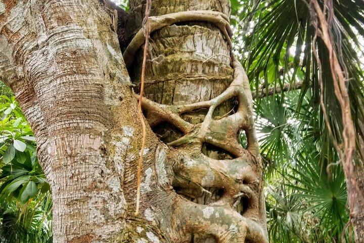 Excursión por la Costa Maya: excursión de un día a Chacchoben