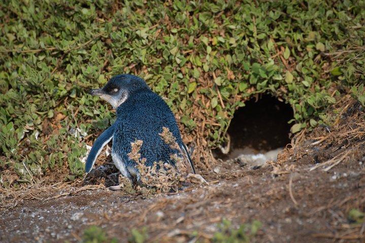メルボルン発フィリップ島ペンギン＆野生動物日帰りツアー