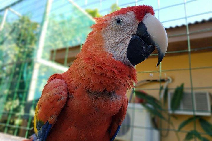 Roatan Shore Excursion - The All in one Roatan Adventure