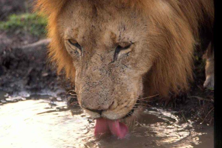 Tanzania 4 Dage 3 Nætter Budget camping safari til Serengeti og Ngorongoro