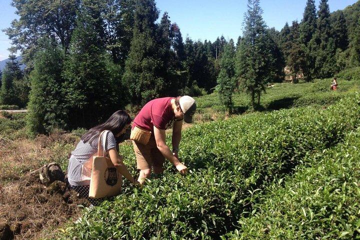 成都を体験してください：Mengdingshan茶畑のプライベート茶作り日帰りツアー