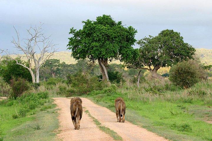 3-Day Safari Tour to Tarangire National Park, Lake Manyara National Park and Ngorongoro Crater from Arusha