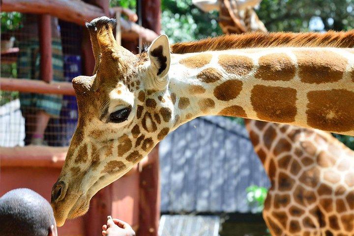 ナイロビ国立公園＆キリンセンターへのプライベートモーニングサファリ