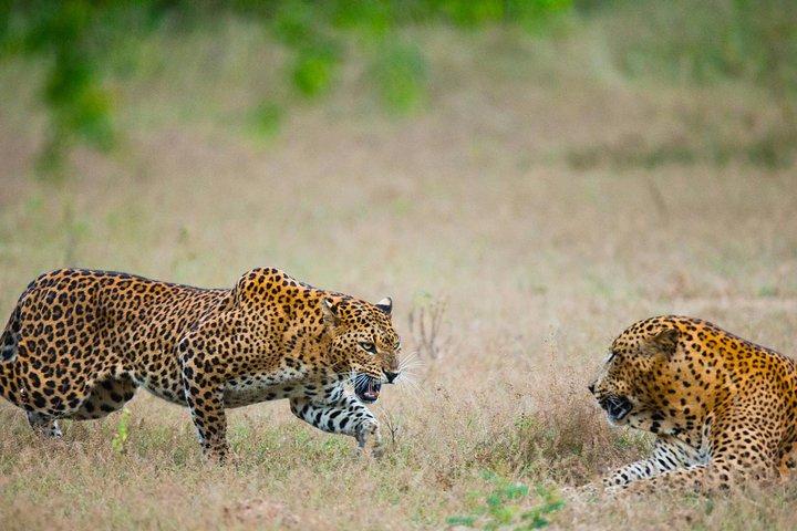 Exclusief : Luipaardsafari met luxe glamping