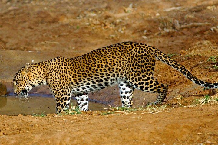 De Colombo/Negombo: Excursão privada de Wipattu com tudo incluído
