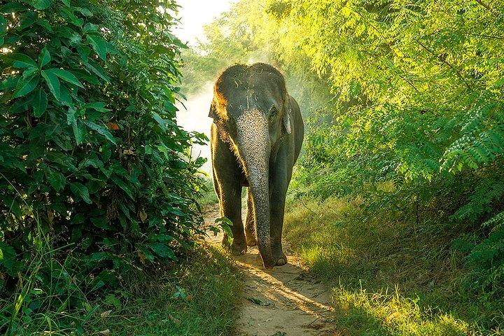 Parc national du Bundala : Safari d'une journée avec déjeuner et prise en charge à l'hôtel
