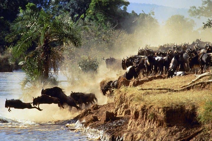 4 days group joining budget safari to Maasai Mara only